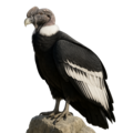Andenkondor