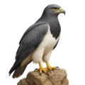Blaubussard