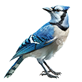 Deine Geschichte mit Blauhäher