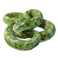 Deine Geschichte mit Buschviper