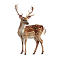 Deine Geschichte mit Damhirsch