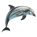 Deine Geschichte mit Delfin