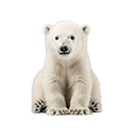 Deine Geschichte mit Eisbär