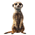 Deine Geschichte mit Erdmännchen