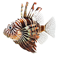 Deine Geschichte mit Feuerfisch