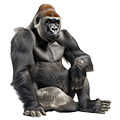 Deine Geschichte mit Gorilla