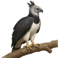 Harpyie