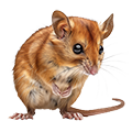 Deine Geschichte mit Haselmaus