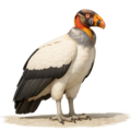 Königsgeier