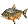 Deine Geschichte mit Piranha