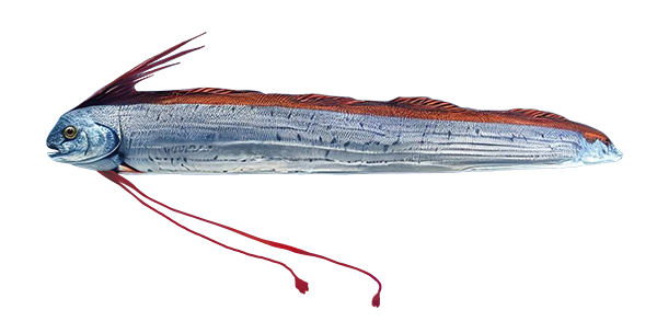 Deine Geschichte mit Riemenfisch
