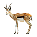 Deine Geschichte mit Springbock