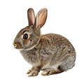 Deine Geschichte mit Waldkaninchen