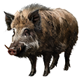 Deine Geschichte mit Wildschwein