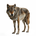 Deine Geschichte mit Wolf