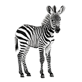 Deine Geschichte mit Zebra